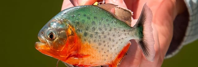 Itaya River Piranha Fishing