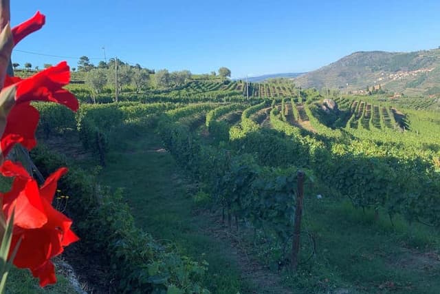 Quinta da Portela de Baixo Winery + Tasting
