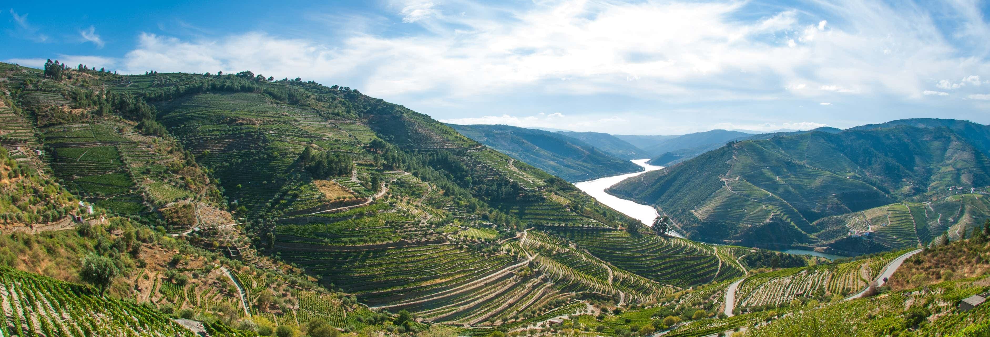 Authentic Wine Tasting Tours & Vineyard Experiences in Lamego