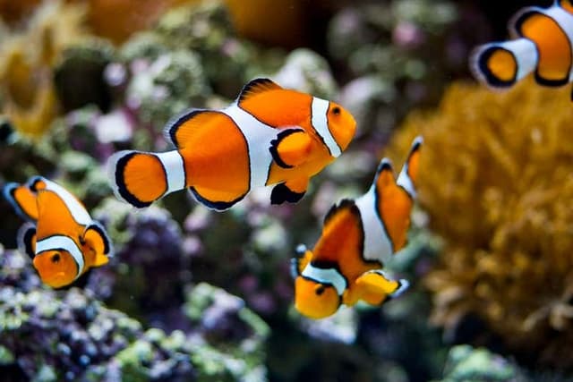 Lisbon Oceanarium Ticket