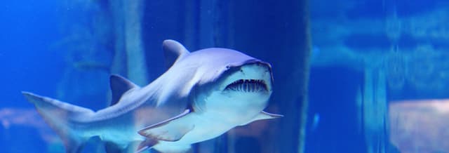 SEA LIFE® Porto Ticket