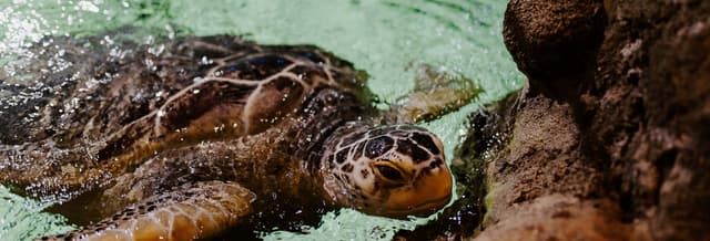 SEA LIFE® Brighton Tickets