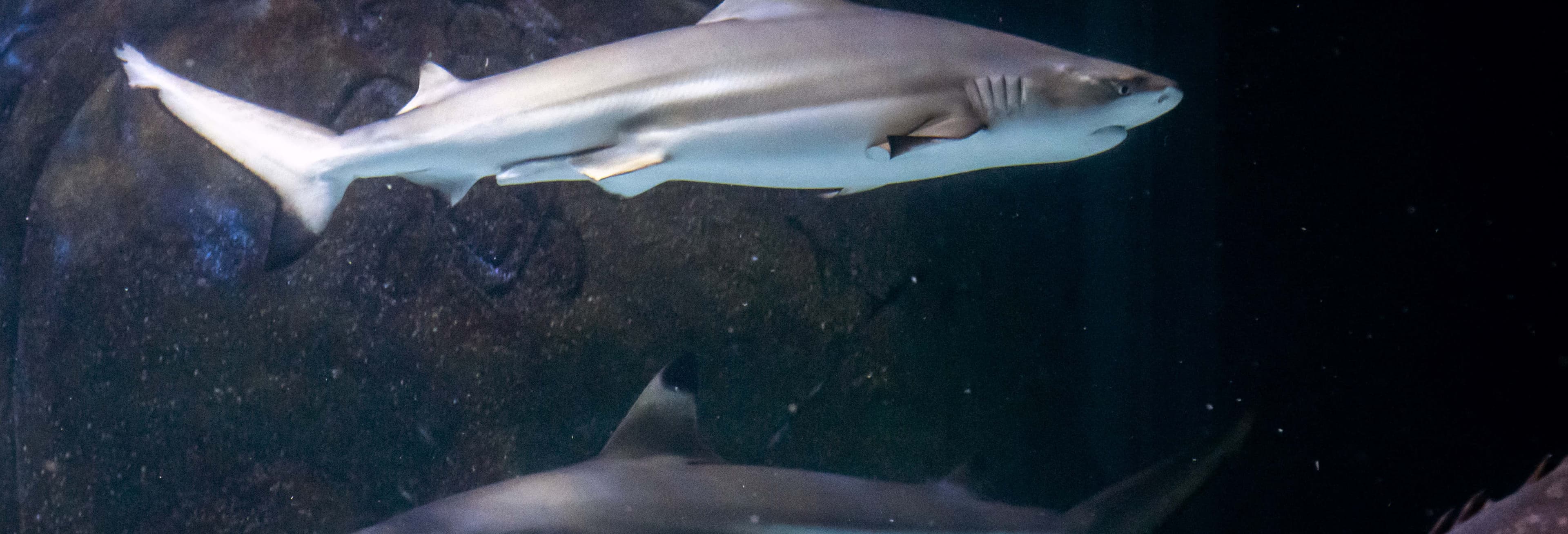SEA LIFE Manchester