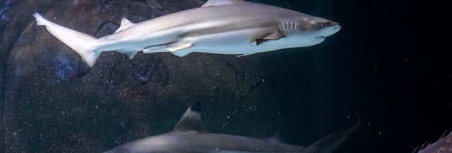 SEA LIFE® Manchester Ticket