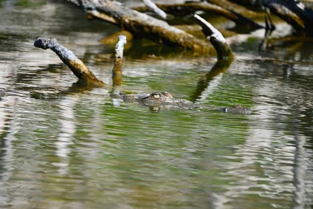 Lake Enriquillo Day Trip + Crocodile Spotting