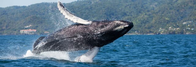 Whale Watching + Cayo Levantado Day Trip
