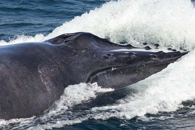 Whale Watching + Cayo Levantado Day Trip