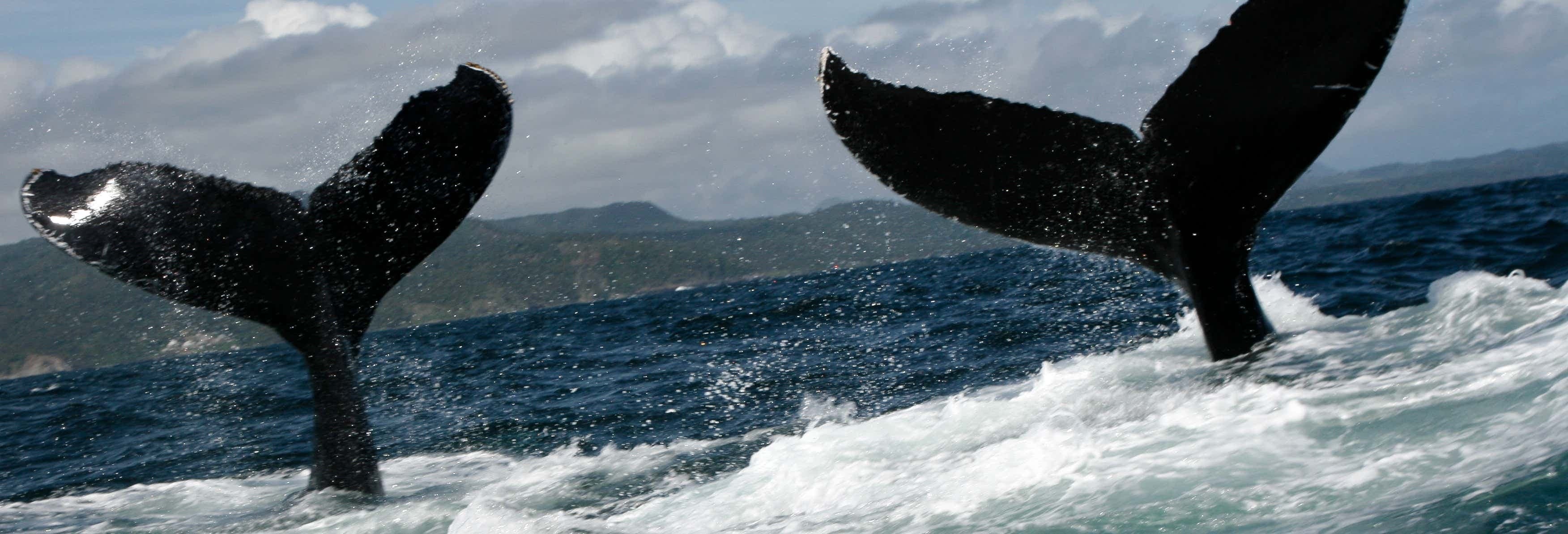 Whale Watching Tour in Samana Bay