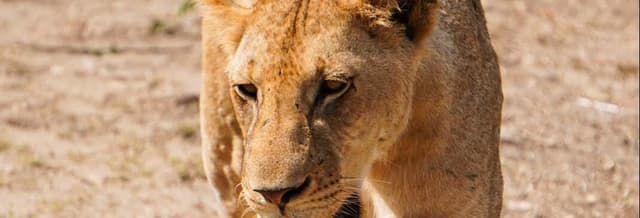Mikumi National Park Safari + Round-Trip Flights