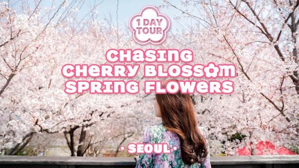 Seoul Cherry Blossom Tour