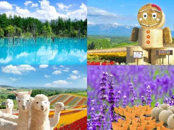 Hokkaido Furano & Biei Day Trip | Farm Tomita Lavender, Blue Pond, Shikisai-no-Oka | Optional All-You-Can-Eat Honeydew Melon | Departing from Sapporo