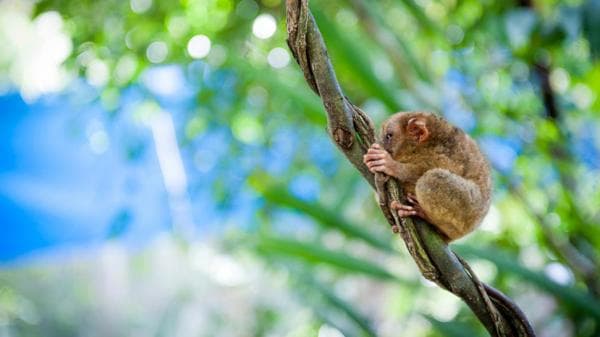 Bohol Countryside Tour With Tour Guide : Tarsier Sanctuary, Loboc River Cruise and Chocolate Hills | Philippines