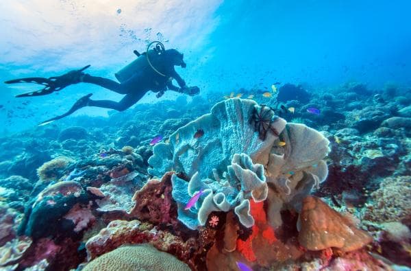 Cebu Moalboal Island Hopping with Optional Canyoneering | Philippines
