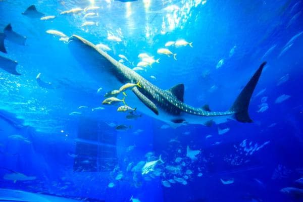 Unforgettable Churaumi Aquarium Adventures from Naha