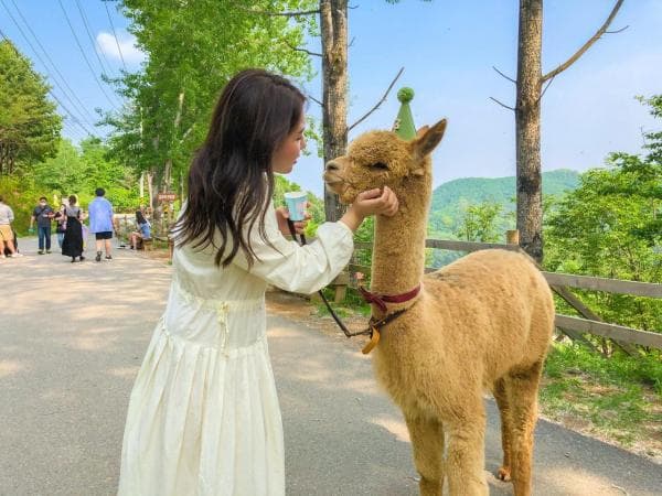Best Seoul Cherry Blossom Experiences & Tours