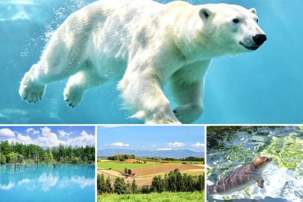 Hokkaido Day Tour from Sapporo: Asahiyama Zoo, Farm Tomita Lavender Fields, Biei Blue Pond & Shirahige Waterfall (Chinese/English/Japanese Guide)