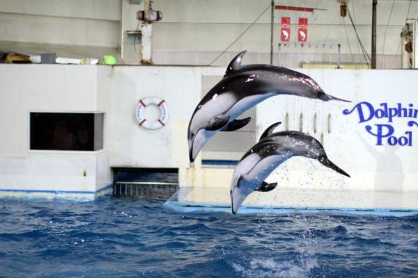 [Official Sale] Noboribetsu Marine Park NIX (Aquarium) Admission Ticket | 5-minute walk from Noboribetsu Station