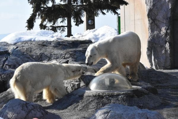 Asahiyama Zoo Tickets | Hokkaido