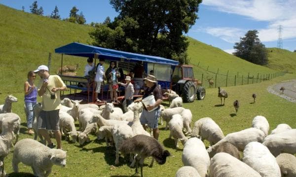 Agrodome Farm Show + Farm Tour Experience | New Zealand