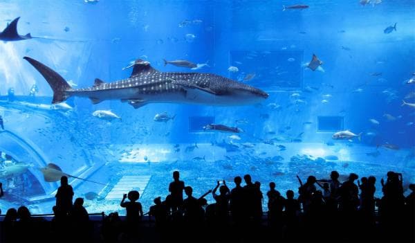 One-day tour of popular attractions in northern Okinawa: Churaumi Aquarium, Kouri Island, and Cape Manzamo (departing from Naha / optional small group tour of 9 people)
