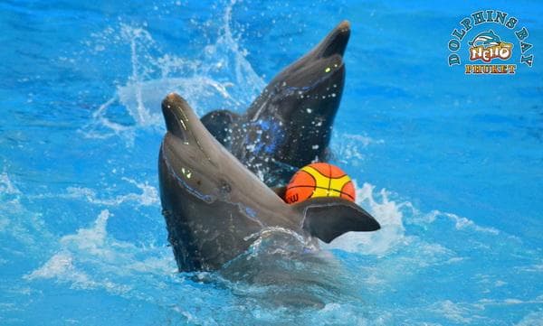 Explore Thailand's Largest Aquarium: Aquaria Phuket