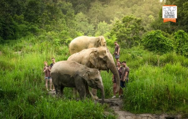Elephant Jungle Sanctuary Tour from Chiang Mai | Thailand