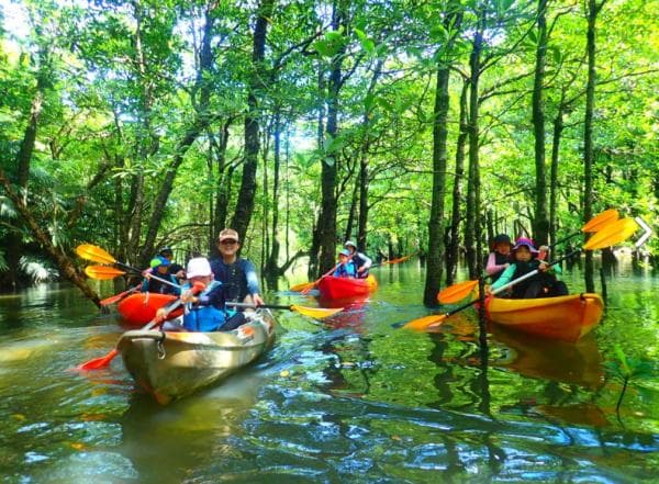 Iriomote Island: Mangrove SUP or Canoeing, Buffalo Cart Ride & Yubu Island Sightseeing with Uehara Area Hotel Transfers & Free Photos | Okinawa