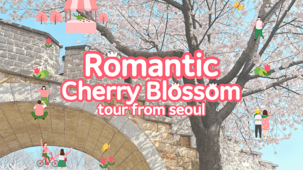 2026 Romantic Cherry Blossom Random Tour (One-day Tour, Departing from Seoul)