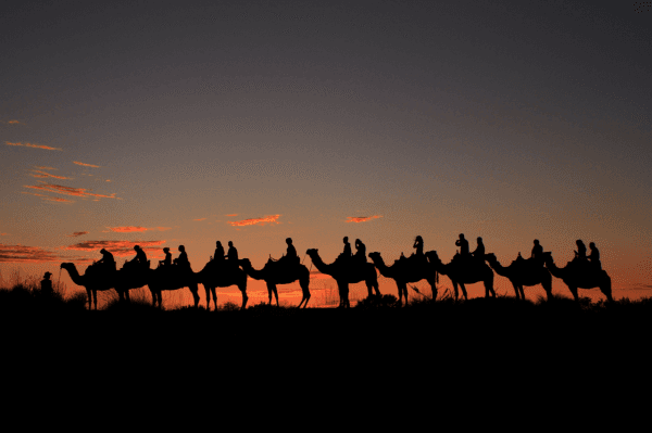 [Eco Tour] Uluru Camel Riding Tour | Northern Territory