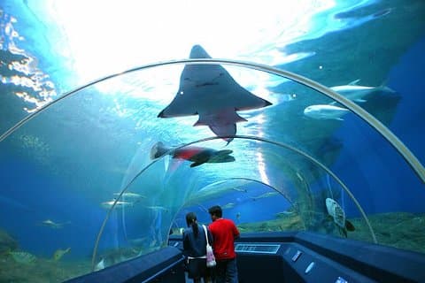 Pattaya Underwater World Tickets