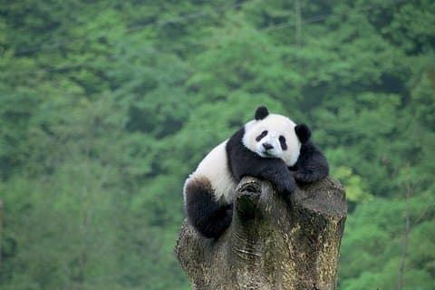Beijing Private Tour:Mutianyu/Badaling Great Wall and Panda House