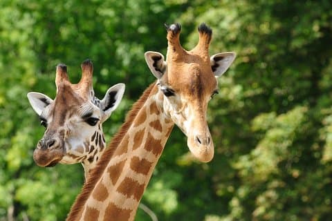 Day tour to Giraffe Center and Karen Blixen Museum