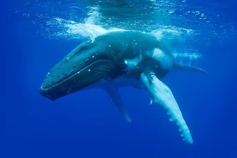 Dunsborough Whale Watching Tour