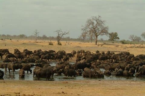 Full-Day Hwange National Park Tour from Victoria Falls