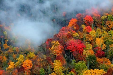 Trees of Many Colors Tour from Pigeon Forge