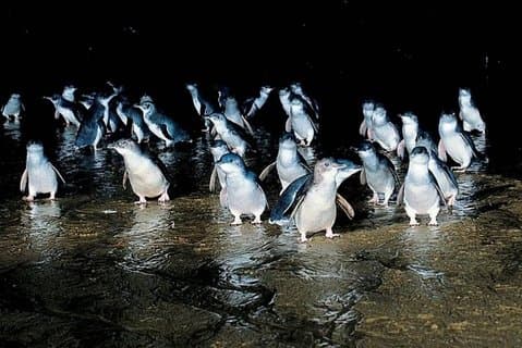 Private Phillip Island Penguin Parade Tour