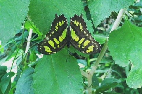 Monteverde Butterfly Gardens Tour