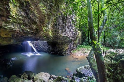 Springbrook andTamborine Rainforest Tour Incl Natural Bridge and Glow Worm Cave