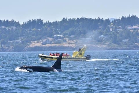 Victoria Zodiac Boat Whale Watching Adventure