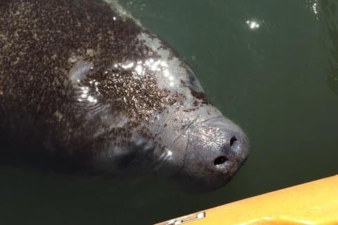 Manatee and Dolphin Kayak Tour - Wildlife Refuge (Titusville)