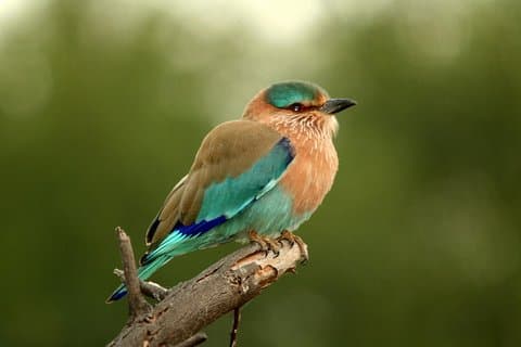 Day Trip to Keoladeo Birds Park from Jaipur With Agra Drop