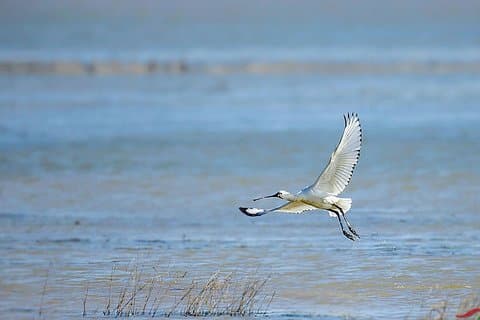 Bird Watching Tour at Nanji Hill Poyang Lake Nature Reserve From Nanchang