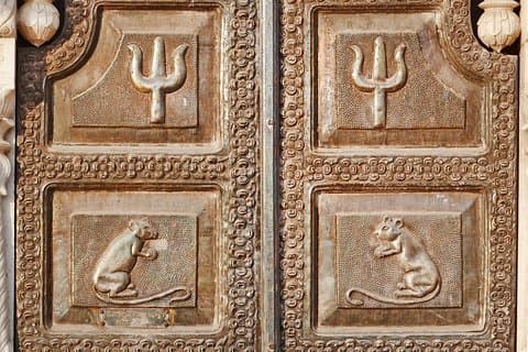 Karni Mata Temple (A Unique Rat Temple) Near Bikaner