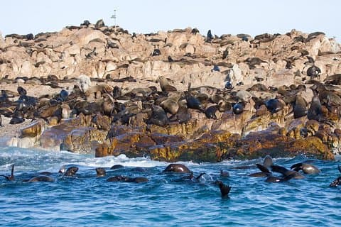 Marine Big 5 Safari full day trip from Cape Town