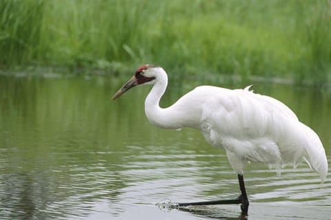 Private Day-Trip to Bharatpur Bird Sanctuary from Agra