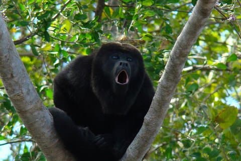Wild Monkey Tour (Private, Half Day)