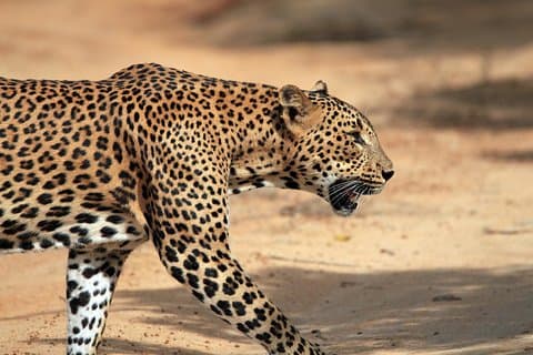 One Day Safari Tour to Both Yala and Bundala National Parks