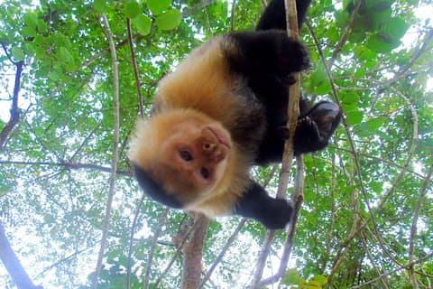 Gatun Lake: Monkeys & Exotic Wildlife by the Canal