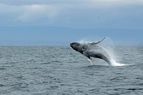 Wildlife Viewing, Sightseeing and Whale Watching Quest