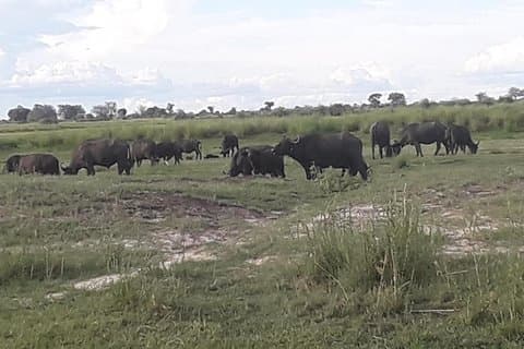 Chobe Day Trip Starting From Victoria Falls